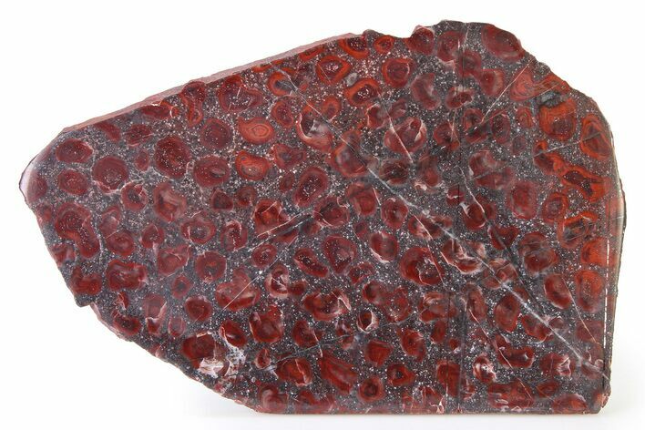 Polished Stromatolite (Collenia) Slab - Minnesota #326054